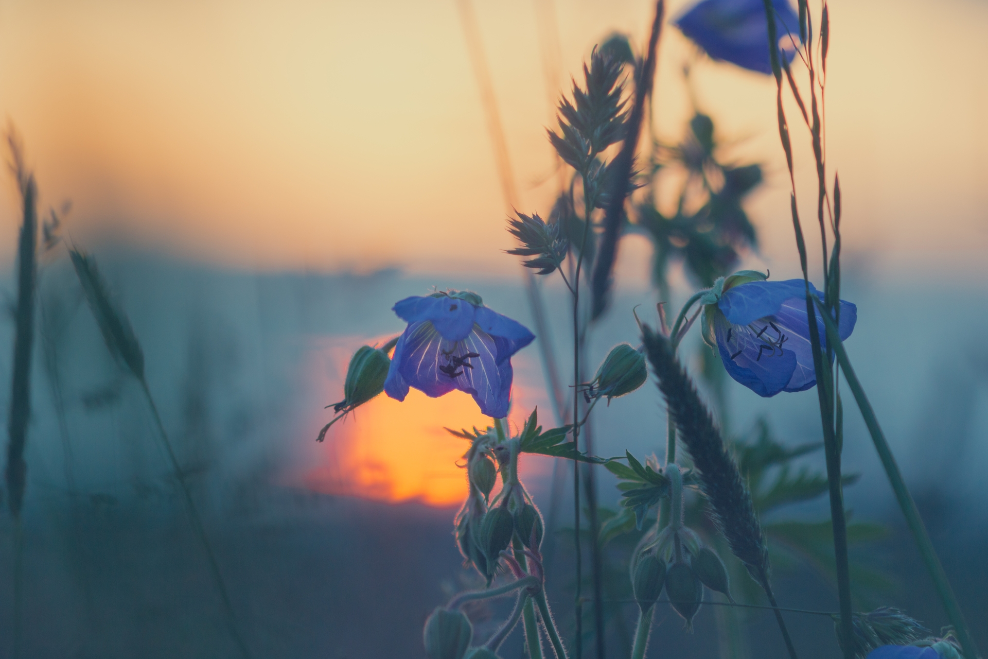 Sonnenuntergang, Natur, Pflanzen | © Buchmann Schreinerei AG