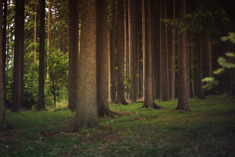 Baumstämme im Wald | © Buchmann Schreinerei AG