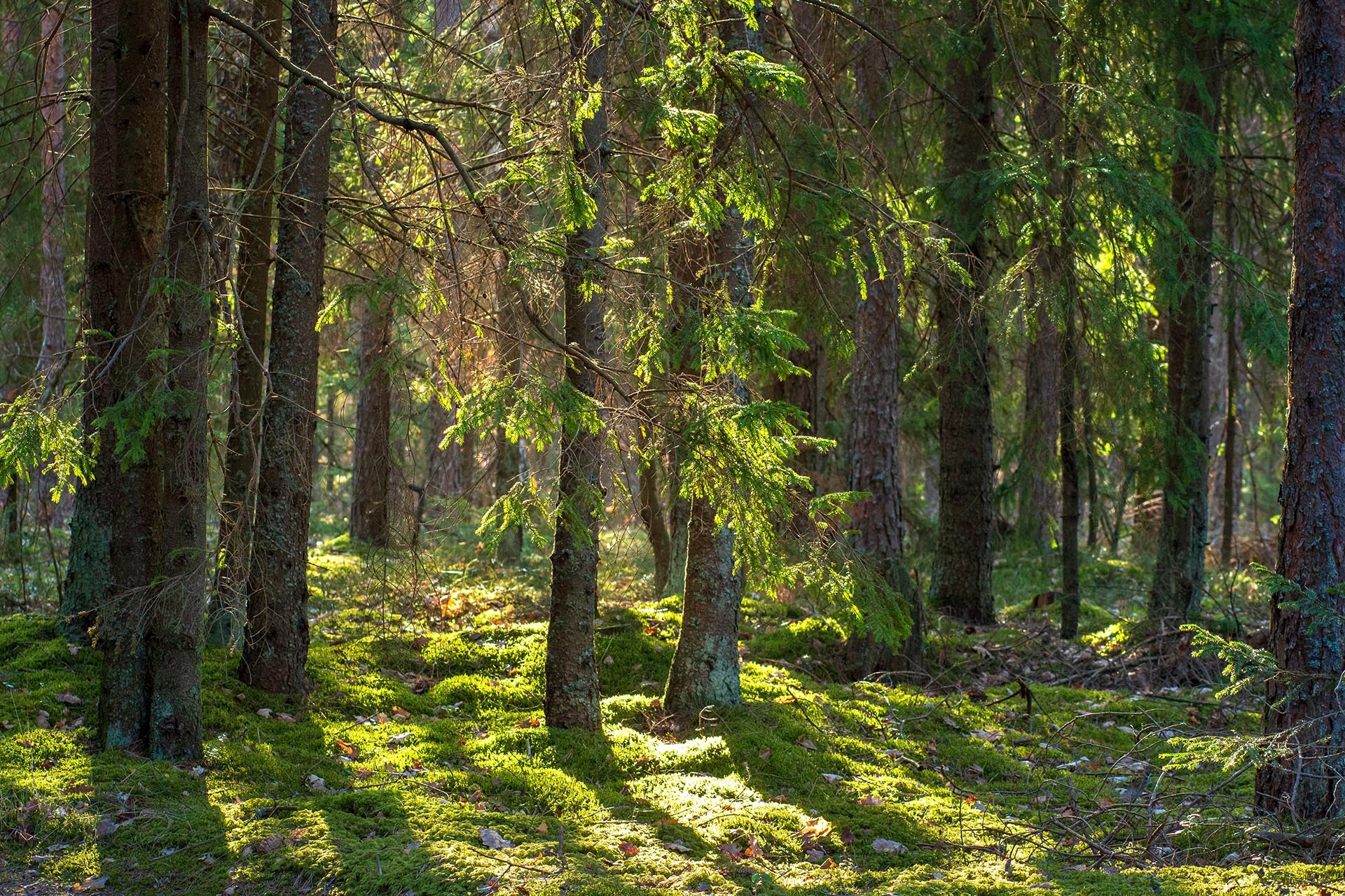 Wald | © Buchmann Schreinerei