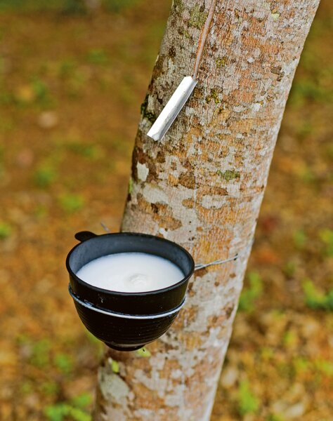 Milchsaft der tropischen Kautschukbäume | © Buchmann Schreinerei AG