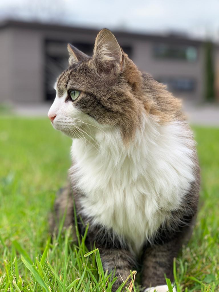 Kater Baloo | © Buchmann Schreinerei AG Baloo Büro-Kater Buchmann Schreinerei AG | © Buchmann Schreinerei AG