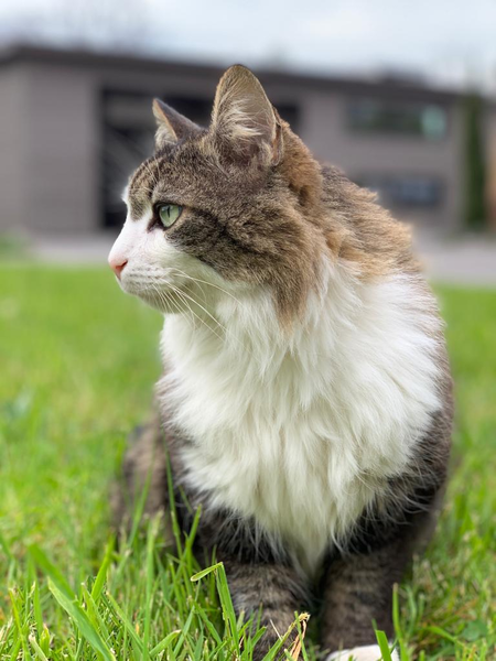 Baloo Büro-Kater Buchmann Schreinerei AG | © Buchmann Schreinerei AG